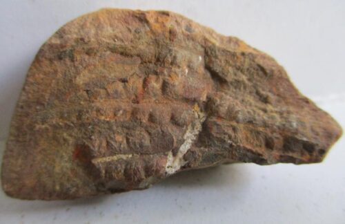 Fossil Fern