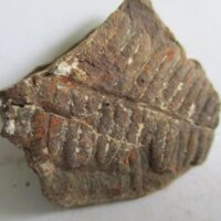 Fossil Fern