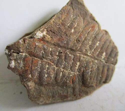 Fossil Fern