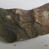 Fossil Fern