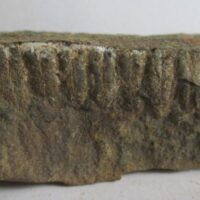Fossil Fern