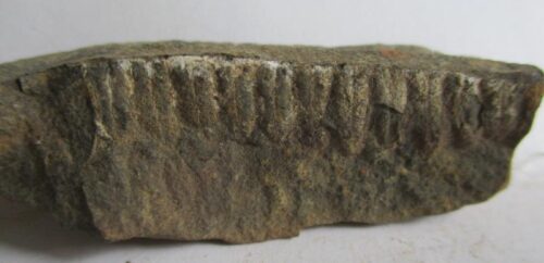 De grootte van deze fossiele varen is 6.0 cm.