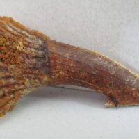 De grootte van deze fossiele zaagvistand (Onchopristis) is 4 cm. De tand is tussen de 125 en 93,9 miljoen jaar oud en is gevonden in Marokko.