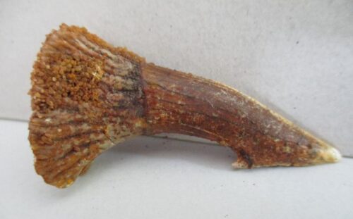 De grootte van deze fossiele zaagvistand (Onchopristis) is 4 cm. De tand is tussen de 125 en 93,9 miljoen jaar oud en is gevonden in Marokko.