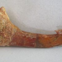 De grootte van deze fossiele zaagvistand (Onchopristis) is 5 cm. De tand is tussen de 125 en 93,9 miljoen jaar oud en is gevonden in Marokko.