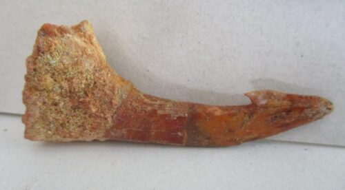 De grootte van deze fossiele zaagvistand (Onchopristis) is 5 cm. De tand is tussen de 125 en 93,9 miljoen jaar oud en is gevonden in Marokko.