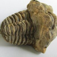 Raw Trilobite