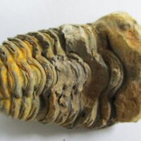 De grootte van deze ruwe trilobiet is 7.0 bij 4.0 cm. Het fossiel is gevonden in Ktaoua formatie, Tiskaouine berg, Alnif, Marokko en komt uit het Ordovicium (450 miljoen jaar oud).
