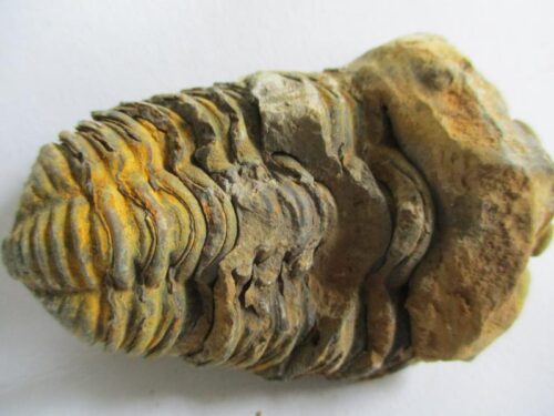 De grootte van deze ruwe trilobiet is 7.0 bij 4.0 cm. Het fossiel is gevonden in Ktaoua formatie, Tiskaouine berg, Alnif, Marokko en komt uit het Ordovicium (450 miljoen jaar oud).