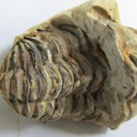 Raw Trilobite