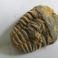 Raw Trilobite