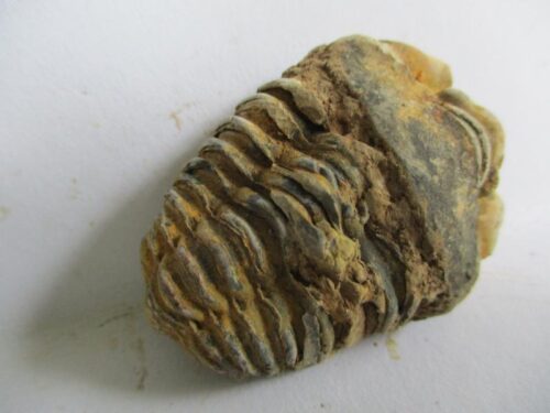 De grootte van deze ruwe trilobiet is 5.0 bij 3.0 cm. Het fossiel is gevonden in Ktaoua formatie, Tiskaouine berg, Alnif, Marokko en komt uit het Ordovicium (450 miljoen jaar oud).