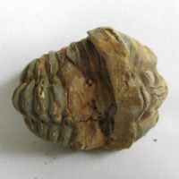 Raw Trilobite