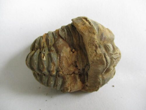 Raw Trilobite
