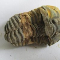 Raw Trilobite