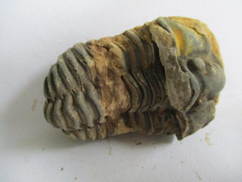 Raw Trilobite