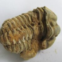 Raw Trilobite