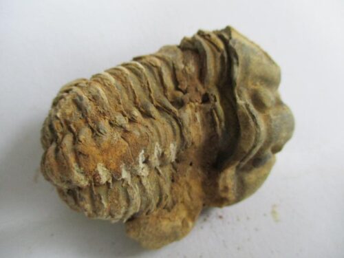 De grootte van deze ruwe trilobiet is 5.0 bij 4.0 cm. Het fossiel is gevonden in Ktaoua formatie, Tiskaouine berg, Alnif, Marokko en komt uit het Ordovicium (450 miljoen jaar oud).