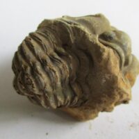 Raw Trilobite