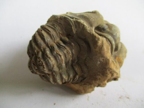 De grootte van deze ruwe trilobiet is 5 bij 4 cm. Het fossiel is gevonden in Ktaoua formatie, Tiskaouine berg, Alnif, Marokko en komt uit het Ordovicium (450 miljoen jaar oud).