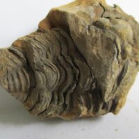 Raw Trilobite