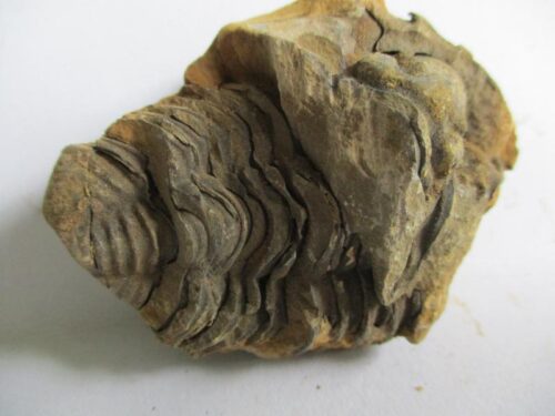 Raw Trilobite