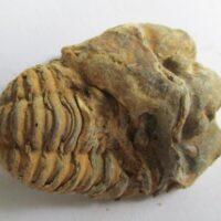 Raw Trilobite