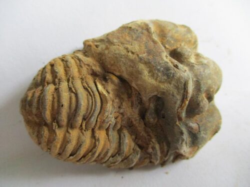 Raw Trilobite