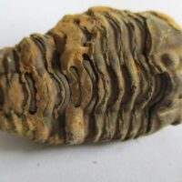 Raw Trilobite