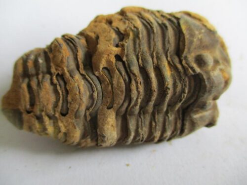 De grootte van deze ruwe trilobiet is 6 bij 3.5 cm. Het fossiel is gevonden in Ktaoua formatie, Tiskaouine berg, Alnif, Marokko en komt uit het Ordovicium (450 miljoen jaar oud).