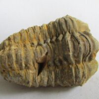 De grootte van deze ruwe trilobiet is 6.0 bij 4.0 cm. Het fossiel is gevonden in Ktaoua formatie, Tiskaouine berg, Alnif, Marokko en komt uit het Ordovicium (450 miljoen jaar oud).
