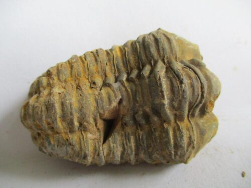 De grootte van deze ruwe trilobiet is 6.0 bij 4.0 cm. Het fossiel is gevonden in Ktaoua formatie, Tiskaouine berg, Alnif, Marokko en komt uit het Ordovicium (450 miljoen jaar oud).