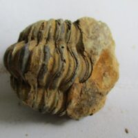 De grootte van deze ruwe trilobiet is 6 bij 3 cm. Het fossiel is gevonden in Ktaoua formatie, Tiskaouine berg, Alnif, Marokko en komt uit het Ordovicium (450 miljoen jaar oud).