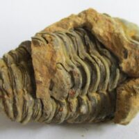 De grootte van deze ruwe trilobiet is 4 bij 3 cm. Het fossiel is gevonden in Ktaoua formatie, Tiskaouine berg, Alnif, Marokko en komt uit het Ordovicium (450 miljoen jaar oud).