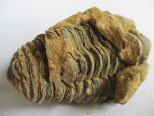 De grootte van deze ruwe trilobiet is 4 bij 3 cm. Het fossiel is gevonden in Ktaoua formatie, Tiskaouine berg, Alnif, Marokko en komt uit het Ordovicium (450 miljoen jaar oud).
