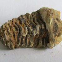 De grootte van deze ruwe trilobiet is 6 bij 4 cm. Het fossiel is gevonden in Ktaoua formatie, Tiskaouine berg, Alnif, Marokko en komt uit het Ordovicium (450 miljoen jaar oud).