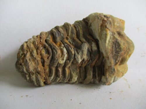 De grootte van deze ruwe trilobiet is 6 bij 4 cm. Het fossiel is gevonden in Ktaoua formatie, Tiskaouine berg, Alnif, Marokko en komt uit het Ordovicium (450 miljoen jaar oud).