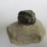 Trilobite: Reedops Maurulus