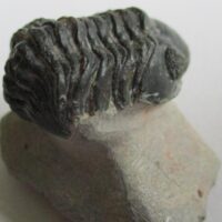 Trilobite: Reedops Maurulus