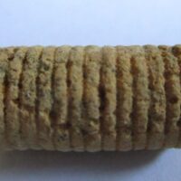 De grootte van deze zeelelie steel (crinoide) is 2 cm.