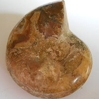 De grootte van deze fossiele ammoniet uit madagaskar is 3.0 cm.