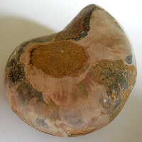 De grootte van deze fossiele ammoniet uit madagaskar is 3.0 cm.