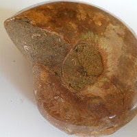 De grootte van deze fossiele ammoniet uit madagaskar is 3.0 cm.