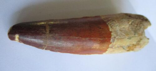 De grootte van deze spinosaurus tand is 9.0 cm. Het fossiel is gevonden in Marokko en komt uit het Krijt (112 – 93.5 miljoen jaar oud).