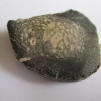 Sauropod