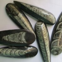 Orthoceras Polished