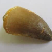 Fossil Mosasaurus Tooth