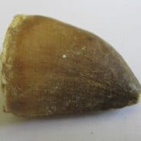 Fossil Mosasaurus Tooth