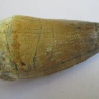 Fossil Mosasaurus Tooth