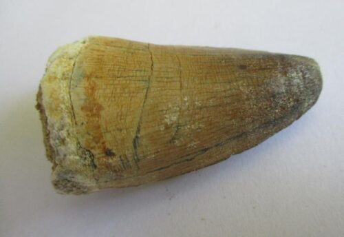 Fossil Mosasaurus Tooth